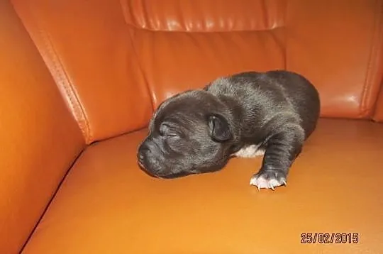 Amstaff Suczka