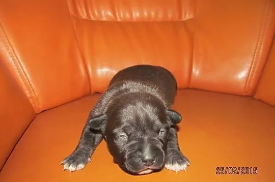 Amstaff Suczka