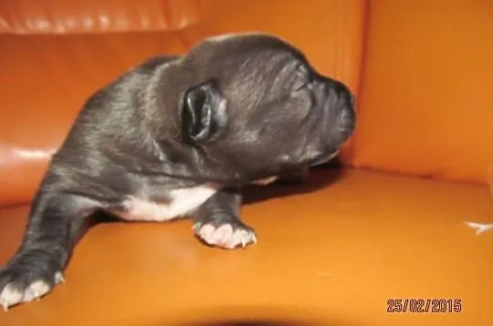 Amstaff Suczka