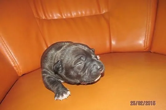 Amstaff Suczka