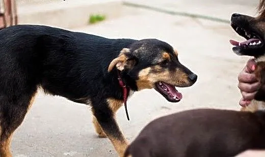 Timi - psie dziecko wyrzucone z samochodu..., Kun