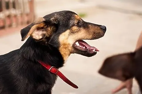 Timi - psie dziecko wyrzucone z samochodu...,  Kun