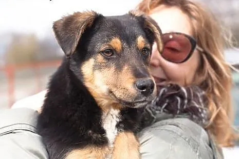 Timi - psie dziecko wyrzucone z samochodu...,  Kun