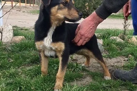 Timi - psie dziecko wyrzucone z samochodu...,  Kun