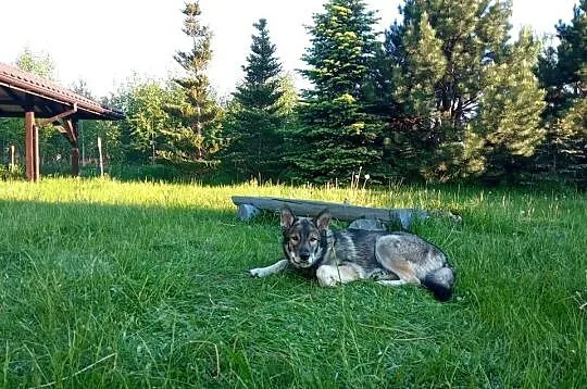 Tamaskan Ragnar szuka nowego domu