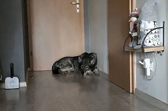 Tamaskan Ragnar szuka nowego domu, Łódzkie, Łódź