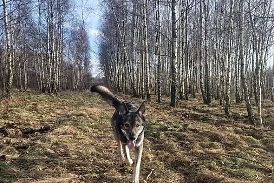 Tamaskan Ragnar szuka nowego domu, Łódzkie, Łódź