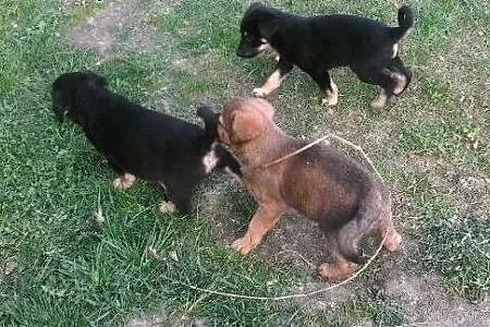3 malutkich Muszkieterów czeka na domki ,  mazowie