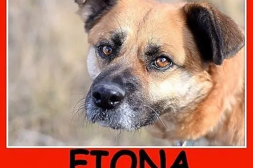 Średnia 23 kg, łagodna, spokojna, kontaktowa suczka FIONA.Adopcja,  małopolskie Kraków