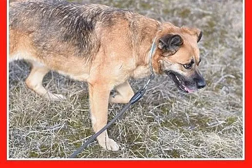Średnia 23 kg, łagodna, spokojna, kontaktowa suczk
