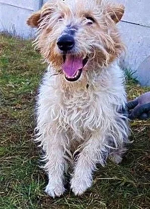 FOKSIO - zaniedbany foxterrier w schronisku, błaga o dom!, mazowieckie Warszawa, Mazowieckie, Warszawa
