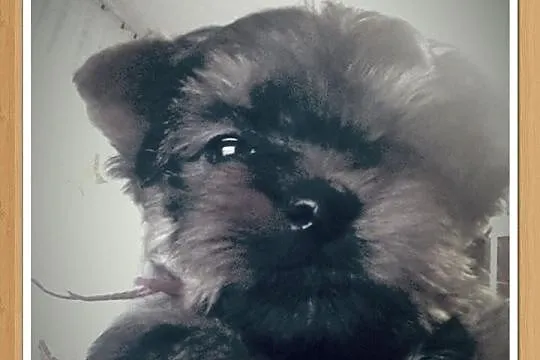 Yorki- śliczne yoreczki 4 miesiące waga do 1,30 kg
