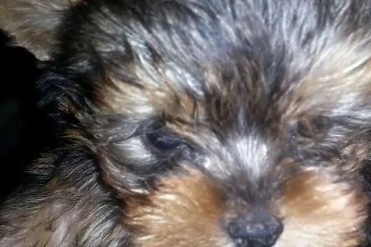Yorki- śliczne yoreczki 4 miesiące waga do 1,30 kg