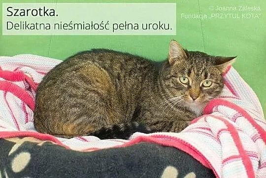 Szarotka - alpejski kwiat :)