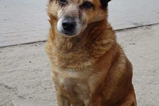 Słodziutka Mika szuka domu, Mazowieckie, Warszawa