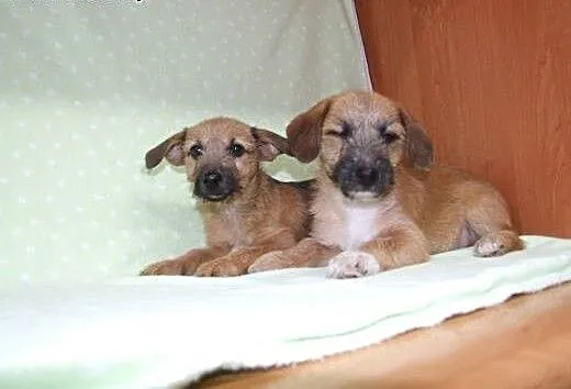 Dwa pieski 2 miesieczne,szorstkowłose,adopcja!!,