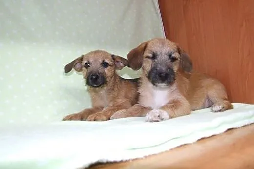 Dwa pieski 2 miesieczne,szorstkowłose,adopcja!!,  
