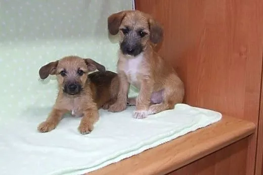 Dwa pieski 2 miesieczne,szorstkowłose,adopcja!!,  
