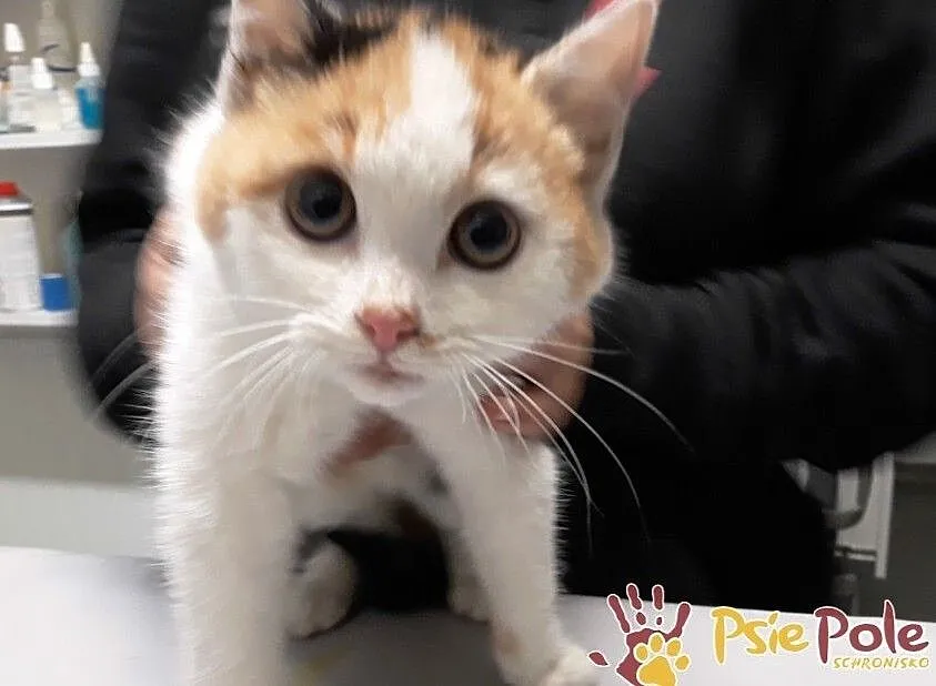 AFERKA-śliczniutka kotka, która potrzebuje cierpliwego opiekuna, adopcja, Małopolskie, Kraków