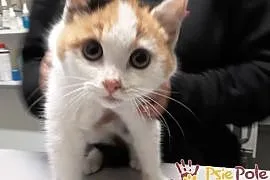 AFERKA-śliczniutka kotka, która potrzebuje cierpli, Kraków