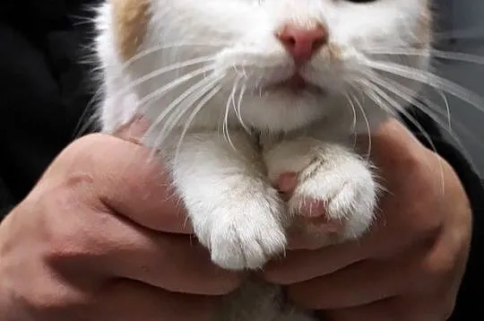 AFERKA-śliczniutka kotka, która potrzebuje cierpli, Kraków