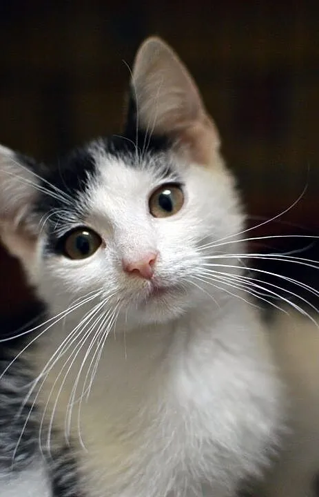 Malutki Bibit do adopcji, Śląskie, Gliwice
