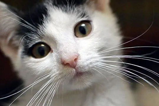 Malutki Bibit do adopcji, Śląskie, Gliwice