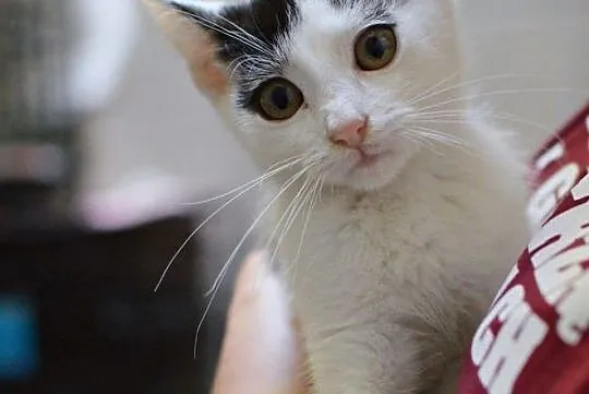 Malutki Bibit do adopcji, Śląskie, Gliwice