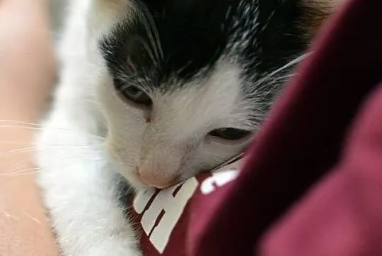 Malutki Bibit do adopcji, Śląskie, Gliwice