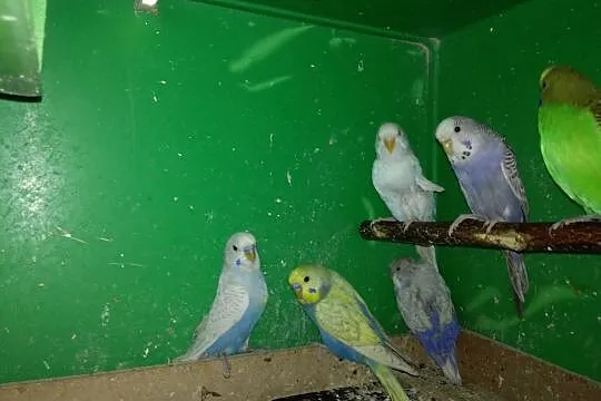Papużki faliste, papugi, papuga, Kraków