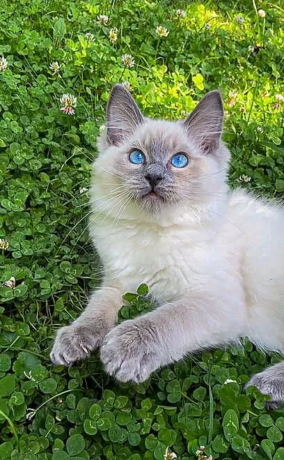 Kociak Ragdoll na kolanka. Gotowy do odbioru, Mazowieckie, Warszawa