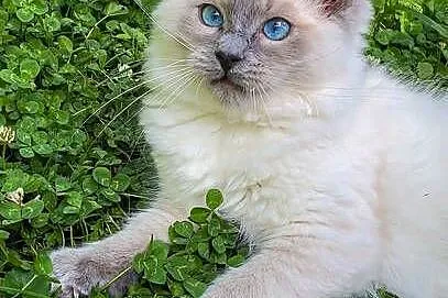 Kociak Ragdoll na kolanka. Gotowy do odbioru, Mazowieckie, Warszawa