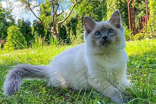 Kociak Ragdoll na kolanka. Gotowy do odbioru, Mazowieckie, Warszawa