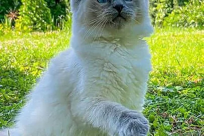 Kociak Ragdoll na kolanka. Gotowy do odbioru, Mazowieckie, Warszawa