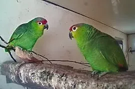 dorosłe pary: amazonki niebieskoczelne, zółtolice, papugi królewskie. , Tarnów