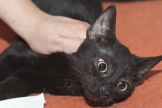 KITARA - już nie taki mały czarny diabełek :)