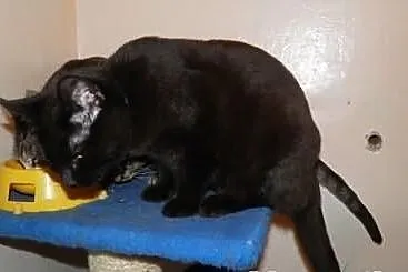 KITARA - już nie taki mały czarny diabełek :)