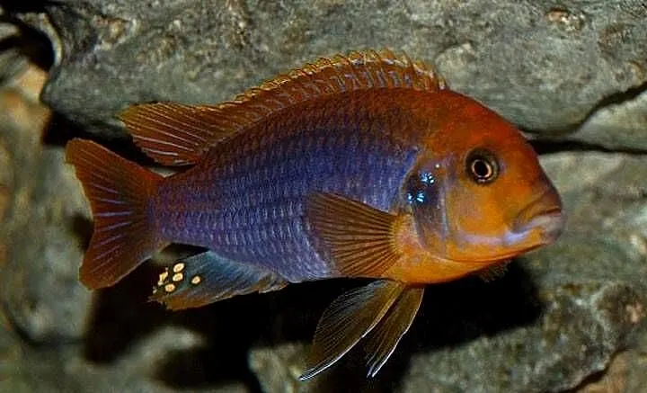 Lodotropheus Sprengerae, rdzawy pyszczak, Warmińsko-mazurskie, Olsztyn