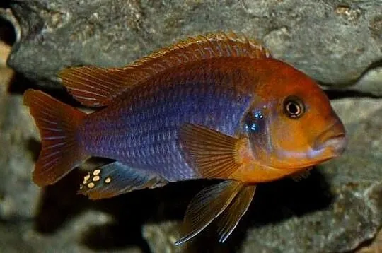 Lodotropheus Sprengerae, rdzawy pyszczak, Warmińsko-mazurskie, Olsztyn