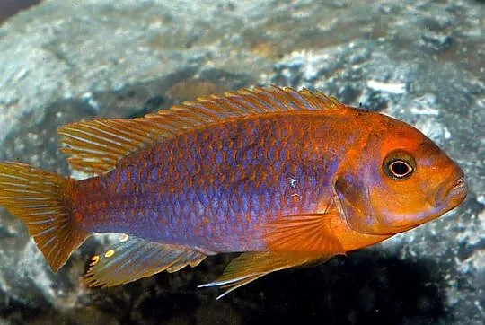 Lodotropheus Sprengerae, rdzawy pyszczak, Warmińsko-mazurskie, Olsztyn