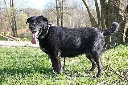 Wandzia czarna labradorka szuka swojego miejsca