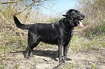 Wandzia czarna labradorka szuka swojego miejsca
