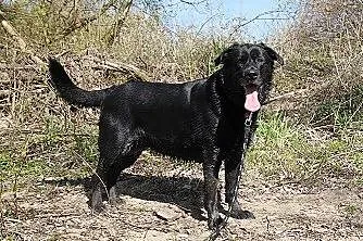 Wandzia czarna labradorka szuka swojego miejsca