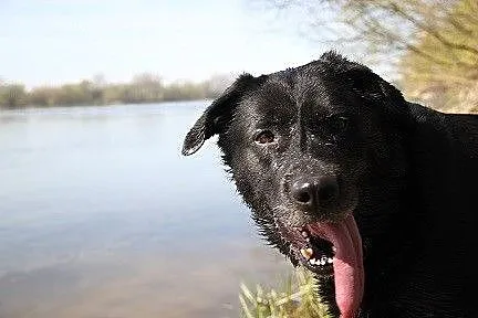Wandzia czarna labradorka szuka swojego miejsca