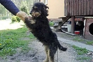 Ocal młodego FOKSIKA przed wywózką do złego schron