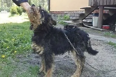 Ocal młodego FOKSIKA przed wywózką do złego schron