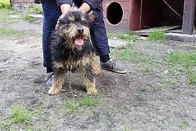 Ocal młodego FOKSIKA przed wywózką do złego schron