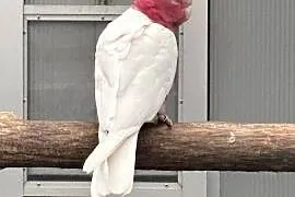 Kakadu Różowa lutino samiec 22