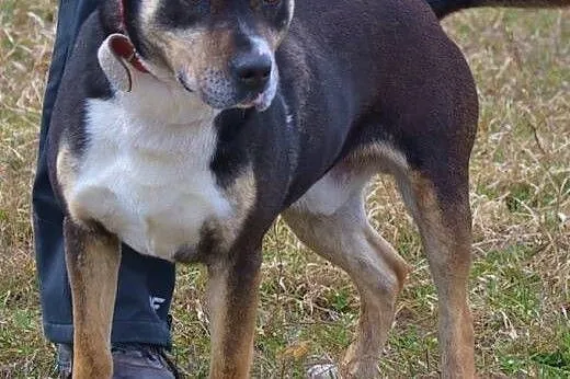 Majestatyczny Rocky / Szeryf - czeka na dom,  mało