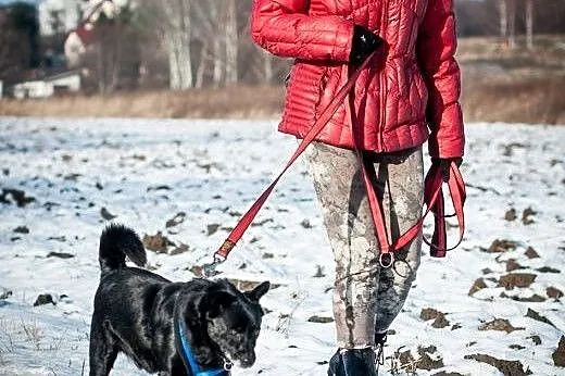 JÓZIO przyjacielski i spokojny piesek cichutko pro